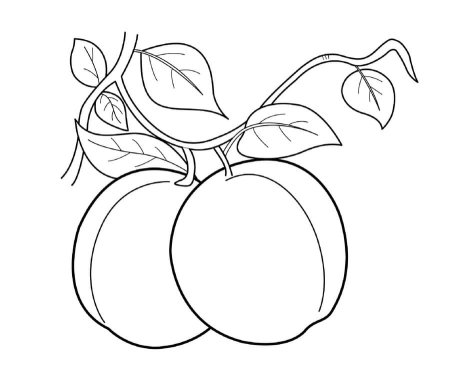 Слива раскраска для детей