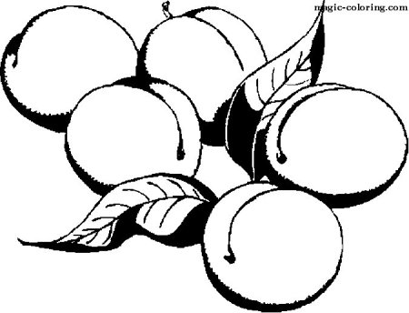 Абрикос раскраска для детей