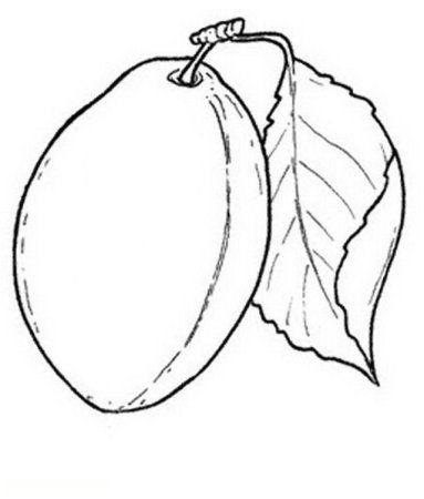 Слива раскраска