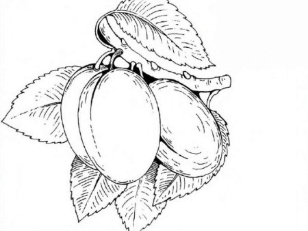 Слива раскраска