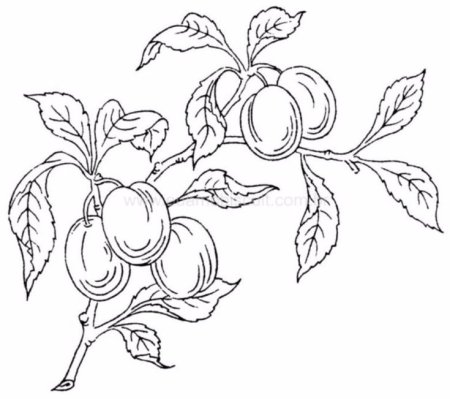 Слива раскраска для детей