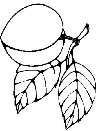 Абрикос раскраска