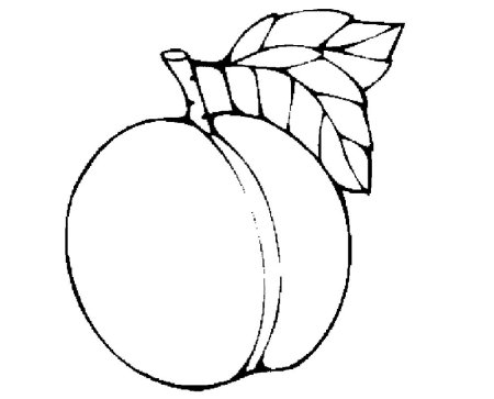 Абрикос дерево раскраска