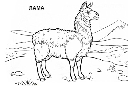 Лама раскраска для детей