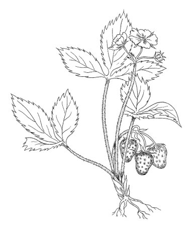 Цветы для раскрашивания мелкие