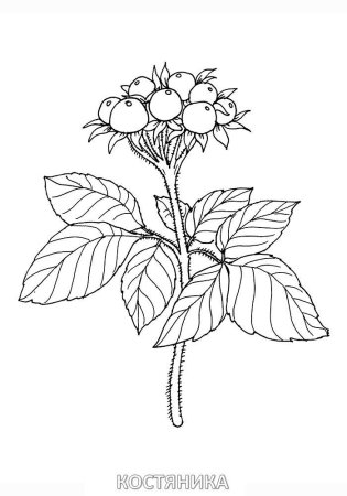 Цветы. Раскраска для малышей