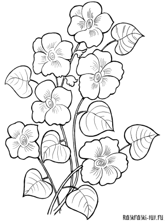 Подсолнух. Раскраска