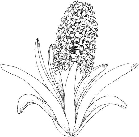 Полевые цветы раскраска для детей