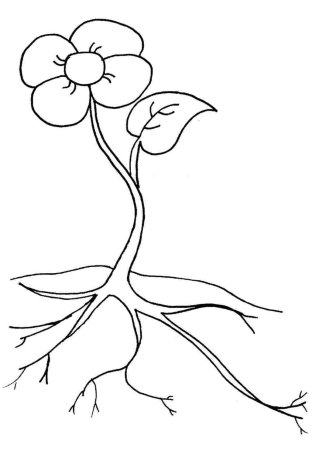 Фиалка раскраска для малышей