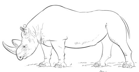 Носорог в зоопарке раскраска