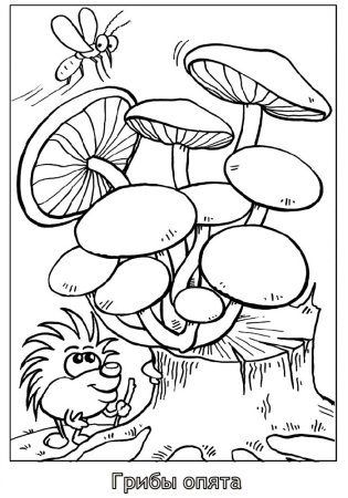 Раскраска гриб ложные опята