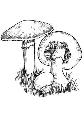 Ложные опята раскраска для детей