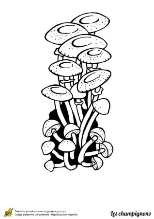 Паутинник фиолетовый гриб раскраска