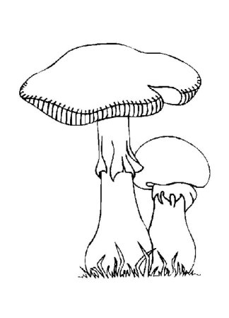 Раскраска гриб вёшенка
