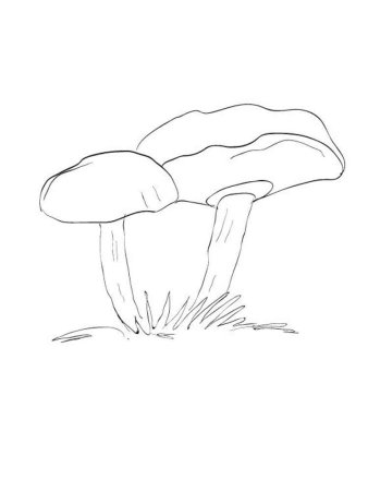 Опята рисунок для детей карандашом