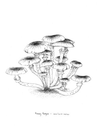 Опята рисунок