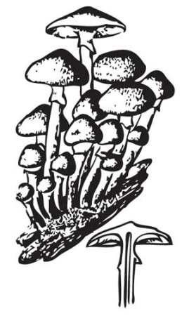 Раскраска грибы опята