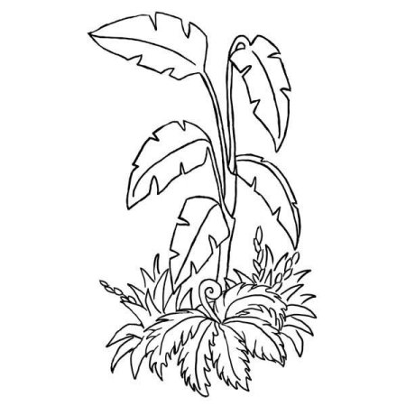 Цветы. Раскраска