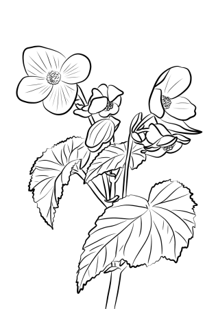 Раскраски цветов