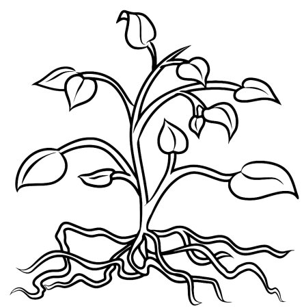 Одуванчик раскраска для детей