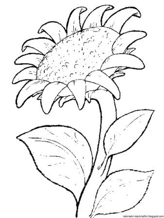 Лекарственные растения раскраска