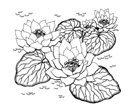 Фиалка raskraska