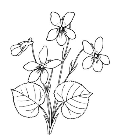 Подсолнух раскраска для детей