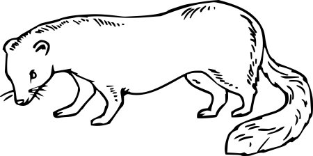 Хорек раскраска