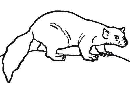 Ласка зверек раскраска