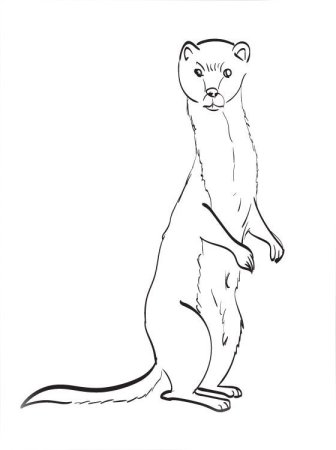 Хорек раскраска для детей