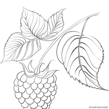 Малина для раскрашивания детям