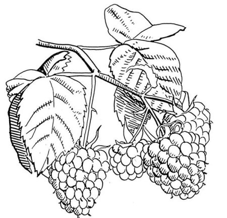 Малина раскраска для детей