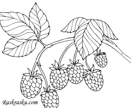 Малина раскраска для детей