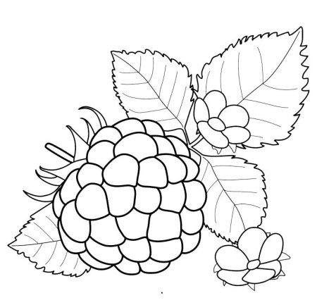 Осенние ягоды раскраска