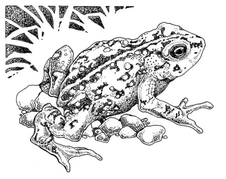 Лягушка раскраска для детей