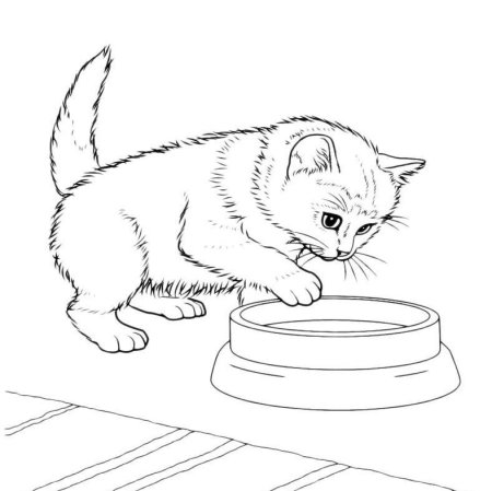 Котенок. Раскраска