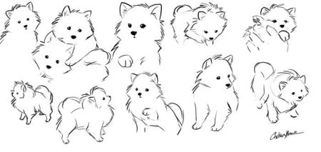 Шпиц рисунок карандашом