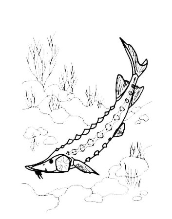 Стерлядь раскраска