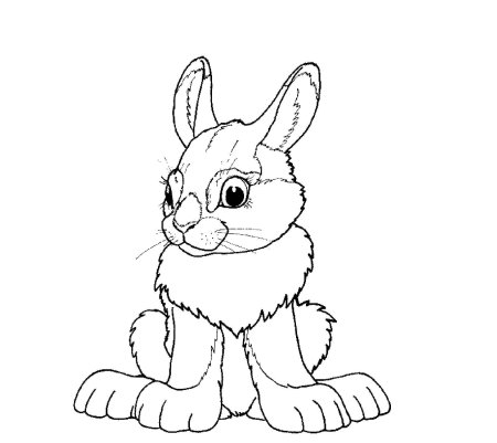 Раскраски животных