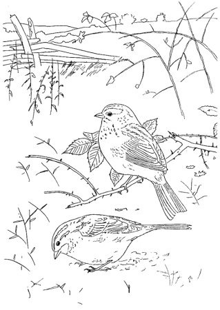 Птичка в кормушке раскраска