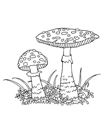 Мухомор раскраска
