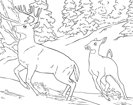 Раскраска "Дикие животные"