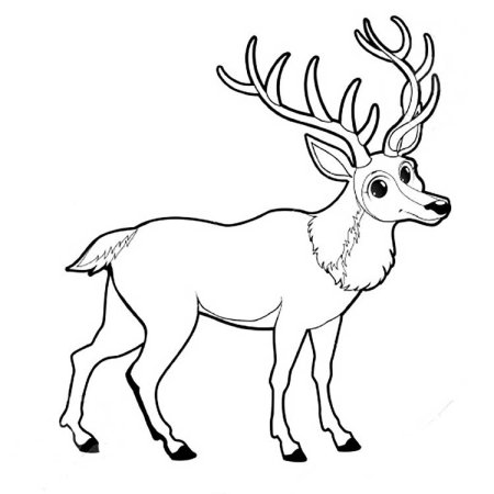 Раскраски природа и животные