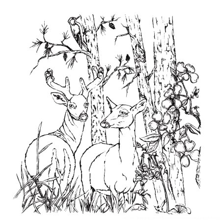 Олень Бэмби раскраска для детей