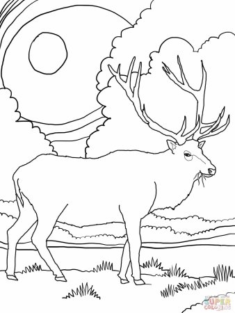 Раскраска Олененок природа