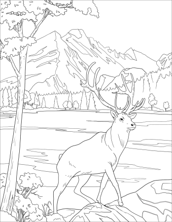 Раскраски природа и животные