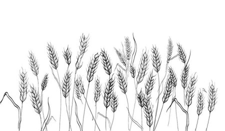 Колосок пшеницы раскраска