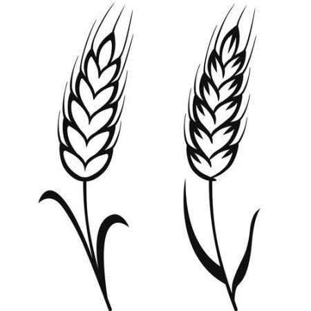 Колос раскраска