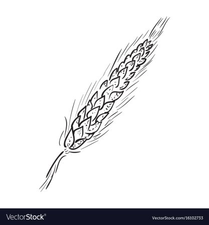 Идеи для срисовки колос пшеницы (80 фото)