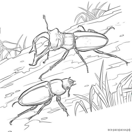 Жук Рогач раскраска